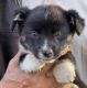 Corgi Puppies for sale in Santa Rosa, CA, USA. price: $800