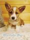 Corgi Puppies for sale in Gouverneur, NY 13642, USA. price: NA