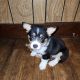 Corgi Puppies for sale in Louisville, OH 44641, USA. price: $650