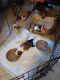 Corgi Puppies for sale in Richmond, VA, USA. price: $250