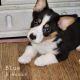 Corgi Puppies for sale in Louisville, OH 44641, USA. price: NA