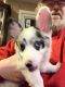Corgi Puppies for sale in Midland, MI, USA. price: NA
