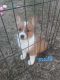 Corgi Puppies for sale in Huntsville, AR 72740, USA. price: NA