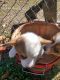 Corgi Puppies for sale in Teague, TX 75860, USA. price: NA