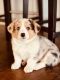 Corgi Puppies for sale in Rockdale, TX 76567, USA. price: NA