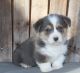 Corgi Puppies for sale in Ava, MO 65608, USA. price: $1,200
