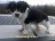 Corgi Puppies for sale in Munfordville, KY 42765, USA. price: $50