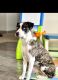 Corgi Puppies for sale in Manti, UT 84642, USA. price: $1,500