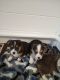 Corgi Puppies for sale in Gates-North Gates, NY, USA. price: NA