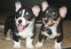 Corgi Puppies for sale in Florida's Turnpike, Orlando, FL, USA. price: NA