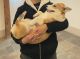 Corgi Puppies for sale in Philadelphia, PA, USA. price: $700