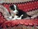 Corgi Puppies for sale in Newton, NJ 07860, USA. price: NA