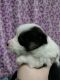 Corgi Puppies for sale in Princeton, MO 64673, USA. price: $800