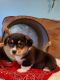 Corgi Puppies for sale in Bedford, PA 15522, USA. price: $600