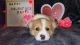Corgi Puppies for sale in Fort Worth, TX, USA. price: NA