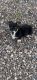 Corgi Puppies for sale in Surprise, AZ, USA. price: $750