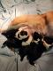 Corgi Puppies for sale in Renton, WA, USA. price: $1,000
