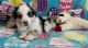 Corgi Puppies for sale in Scottsdale, AZ, USA. price: $2,200