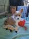 Corgi Puppies for sale in Gaffney, SC, USA. price: NA
