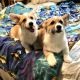 Corgi Puppies for sale in Warren, OR, USA. price: NA