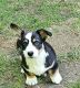 Corgi Puppies for sale in Volusia County, FL, USA. price: $2,850