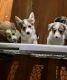 Corgi Puppies for sale in Aptos, CA 95003, USA. price: NA