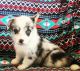 Corgi Puppies for sale in Orlando, FL, USA. price: $700