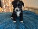Corgi Puppies for sale in De Kalb, TX 75559, USA. price: $300
