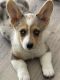 Corgi Puppies for sale in Bozeman, MT, USA. price: NA