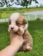 Corgi Puppies for sale in 1023 Mineral Springs Rd, Centerville, IN 47330, USA. price: NA