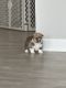 Corgi Puppies for sale in Cabot, AR, USA. price: NA