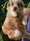 Corgi Puppies for sale in Broward County, FL, USA. price: NA