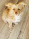 Corgi Puppies for sale in San Jose, CA 95133, USA. price: NA