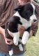 Corgi Puppies for sale in Ellensburg, WA, USA. price: NA