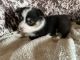 Corgi Puppies for sale in Unionville, MO 63565, USA. price: NA