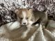 Corgi Puppies for sale in Unionville, MO 63565, USA. price: NA
