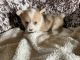 Corgi Puppies for sale in Unionville, MO 63565, USA. price: $2,000