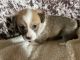 Corgi Puppies for sale in Unionville, MO 63565, USA. price: $1,300