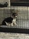 Corgi Puppies for sale in 231 Columbia Ct, Springtown, TX 76082, USA. price: NA