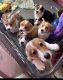 Corgi Puppies for sale in Miami, FL, USA. price: $1,700