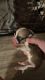 Corgi Puppies for sale in Lafayette, LA, USA. price: $900