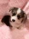 Corgi Puppies for sale in Wills Point, TX 75169, USA. price: $650