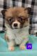 Corgi Puppies for sale in Camden, MI 49232, USA. price: $600