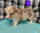 Corgi Puppies for sale in Camden, MI 49232, USA. price: $800