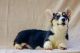 Corgi Puppies for sale in Washington, DC, USA. price: NA