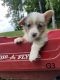 Corgi Puppies for sale in Rural Retreat, VA, USA. price: NA