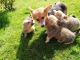 Corgi Puppies for sale in Huntsville, AL, USA. price: $550