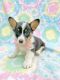 Corgi Puppies for sale in Lancaster, PA, USA. price: $495