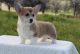 Corgi Puppies for sale in San Diego, CA, USA. price: $800