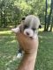 Corgi Puppies for sale in Beaver Dam, KY 42320, USA. price: $900
